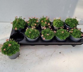 Alpinariumo augalas, uolaskėlė, rožinės sp., vazonėlio skersmuo 11 cm.