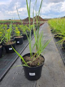 Žolinis augalas, sora, vazono skersmuo 19 cm.