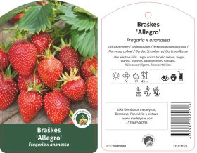 Braškės sodinukas "Limalexia", 10 vnt.