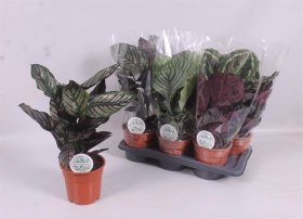 Kambarinis augalas, kalatėja, įvairi, vazonėlio skersmuo 17 cm.