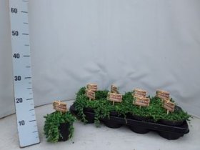 Kambarinis augalas, žilė "Karolinė", vazonėlio skersmuo 14 cm.