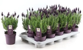 Vienmetė gėlė, levanda "Anouk", vazonėlio skersmuo 11 cm.