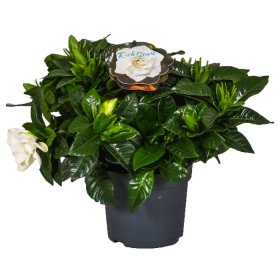 Kambarinis augalas, gardenija kvapioji, vazonėlio skersmuo 9 cm.