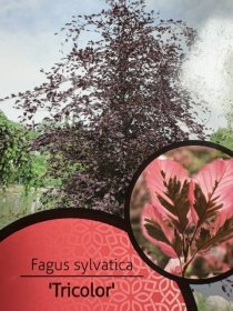 Dekoratyvinis medis, bukas paprastasis "Tricolor", vazonėlio skersmuo 23 cm.