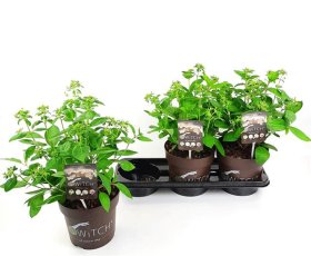 Dekoratyvinis krūmas, hortenzija "Paniculata", vazonėlio skersmuo 19 cm.