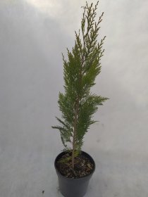 Spygliuotis, puskiparisis "Golden Wonder", vazonas 3 l.