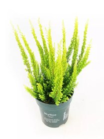 Vienmetė gėlė, viržis "Skyline", įvairių spalvų, vazonėlio skersmuo 12 cm.