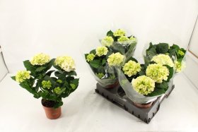 Dekoratyvinis krūmas, hortenzija didžialapė "Hi Ice", vazonėlio skersmuo 14 cm.