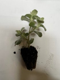 Vienmetės gėlės daigelis, žilasis šlamutis "Silver"