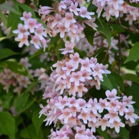 Dekoratyvinis krūmas, puošnioji kolkvicija, vazonas 2 l.