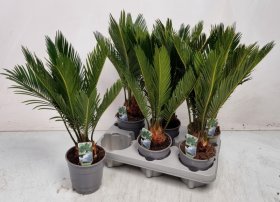 Kambarinis augalas, cykas, vazonėlio skersmuo 12 cm.