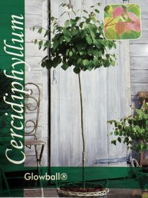 Dekoratyvinis medis, puošmedis japoninis, ant stiebo, vazonėlio skersmuo 33 cm.