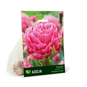 Pilnavidurių vėlyvųjų tulpių Strawberry Cream svogūnėliai ASEJA, 3 vnt., 12/+, 32915912, (R)