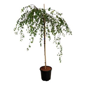 Dekoratyvinis medis, beržas karpuotasis "Youngii", ant stiebo, aukštis 120 cm., vazonas 15 l.