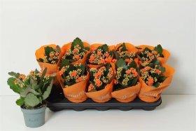 Kambarinis augalas, kalankė "Bridget", vazonėlio skersmuo 12 cm.