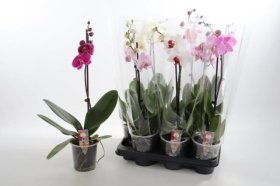 Kambarinis augalas, orchidėja (Phalaenopsis), 1 šaka, vazonėlio skersmuo 12 cm.