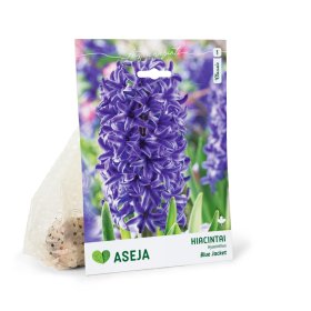 Hiacintų Blue Jacket svogūnėliai ASEJA Classic, 2 vnt., 14/15, (R)