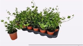 Vijoklinis augalas, gebenė "Sjoelle", vazonėlio skersmuo 9 cm.