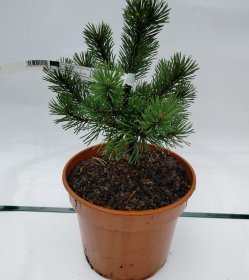 Spygliuotis, kalninė pušis "Mops", vazonas 3 l.