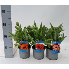 Daugiametė gėlė, aguona, vazonėlio skersmuo 13 cm.