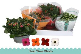 Kambarinis augalas, kalankė, įvairios, vazonėlio skersmuo 23 cm.