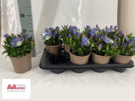 Daugiametė gėlė, gencijonas "Blue Heart", vazono skersmuo 13 cm.