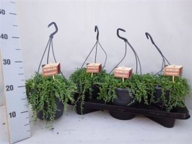 Kambarinis augalas, žilė "Karolinė", vazonėlio skersmuo 15 cm.