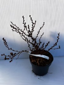 Dekoratyvinis krūmas, raugerškis tunbergo "Concorde", vazonas 2 l.