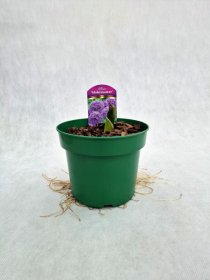 Daugiametė gėlė, česnakas dekoratyvinis "Globemaster", vazonas 2 l.