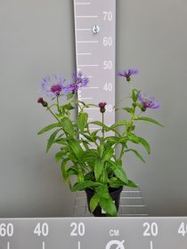 Daugiametė gėlė, rugiagėlė "Coerulea", vazonas 2 l.