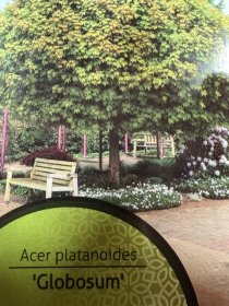 Dekoratyvinis medis, klevas "Globosum", ant stiebo, vazonėlio skersmuo 21 cm.