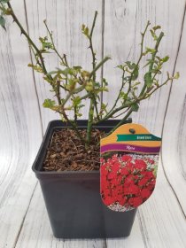 Daugiametė gėlė, rožė "Red Fairy", vazonas 3 l.