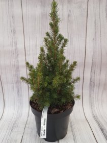 Spygliuotis, eglė baltoji "Daisy's White", vazonas 2,5 l.