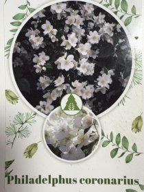 Dekoratyvinis krūmas, jazminas, ant stiebo, vazonėlio skersmuo 23 cm.