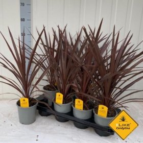 Žolinis augalas, kordilina "Red star", vazonėlio skersmuo 13 cm.