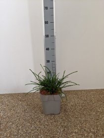 Spygliuotis, tuja didžioji "Whipcord", vazonėlio skersmuo 23 cm.