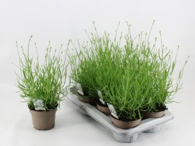 Daugiametė gėlė, levanda "Aroma White", vazonėlio skersmuo 14 cm.