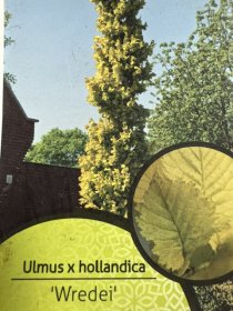 Dekoratyvinis medis, guoba "Wredei", vazonėlio skersmuo 21 cm.