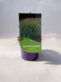 Žolinis augalas, miskantas kininis "Adagio", vazonas 2 l.