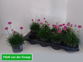 Alpinariumo augalas, gvaizdė pajūrinė, vazonėlio skersmuo 13 cm.