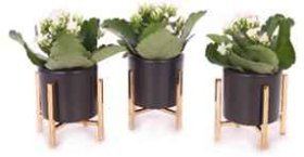 Kambarinis augalas, kalankė keraminiame vazonėlyje, vazonėlio skersmuo 9 cm.