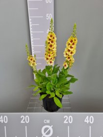 Daugiametė gėlė, tūbė "Dark Eyes", vazonas 2 l.