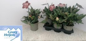 Daugiametė gėlė, eleboras "Valeria", vazonėlio skersmuo 15 cm.