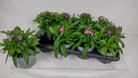 Daugiametė gėlė, gvazdikas "Barbatus", vazonėlio skersmuo 13 cm.