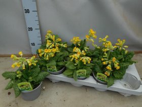 Daugiametė gėlė, raktažolė pavasarinė, vazonėlio skersmuo 12 cm.