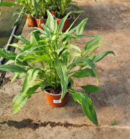 Daugiametė gėlė, ežiuolė, vazono skersmuo 17 cm.