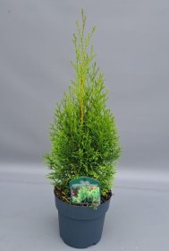 Spygliuotis, tuja vakarinė "Smaragd", aukštis 60 cm., vazonėlio skersmuo 17 cm.