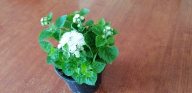 Vienmetė gėlė, žydrūnas meksikinis, vazonėlio skersmuo 10 cm.