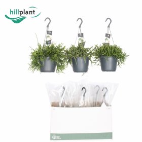 Kambarinis augalas, ripsalis, įvairūs, vazonėlio skersmuo 17 cm.