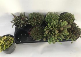 Alpinariumo augalas, įvairūs, vazonėlio skersmuo 14 cm.